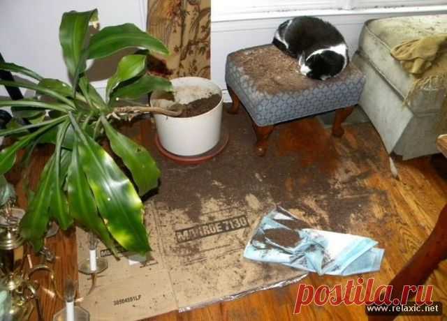 Когда хозяев нету дома...