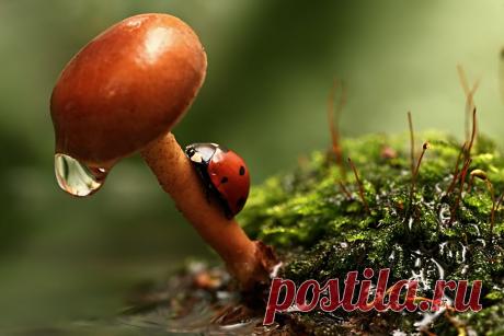 35PHOTO - Вадим Трунов - После дождика в лесу