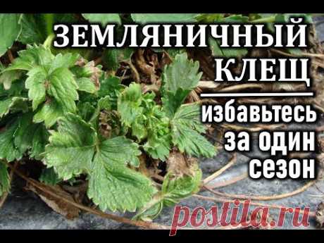 Как избавиться от земляничного клеща за один сезон  Все о вредителе и способе борьбы