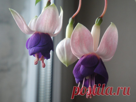 Я люблю ✿ ЦВЕТЫ ✿ | I ♥ Flowers