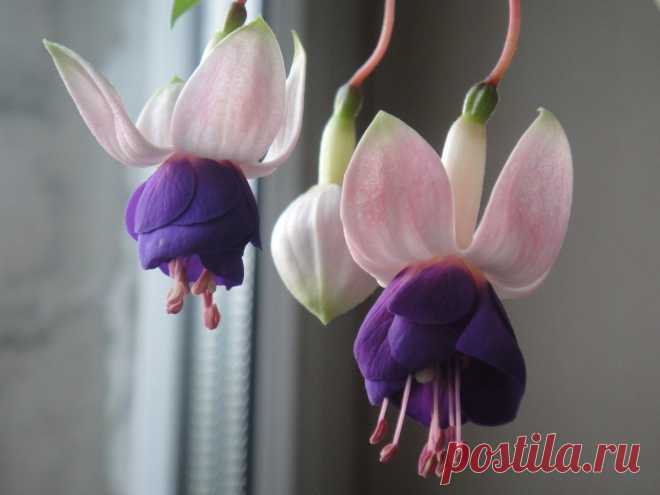 Я люблю ✿ ЦВЕТЫ ✿ | I ♥ Flowers