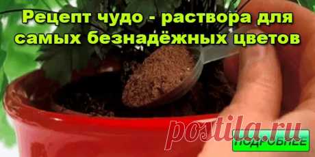 Рецепт чудо – раствора для самых безнадёжных цветов. — Сад Заготовка