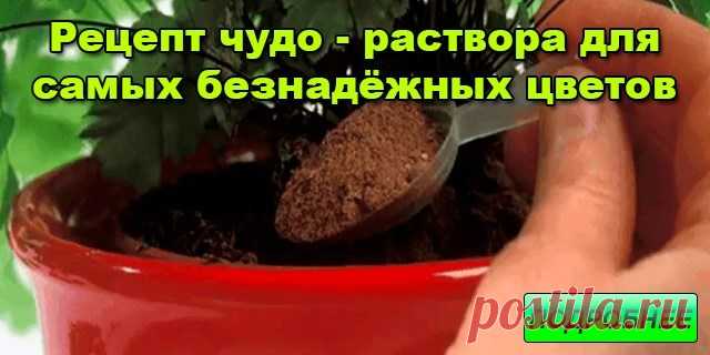 Рецепт чудо – раствора для самых безнадёжных цветов. — Сад Заготовка