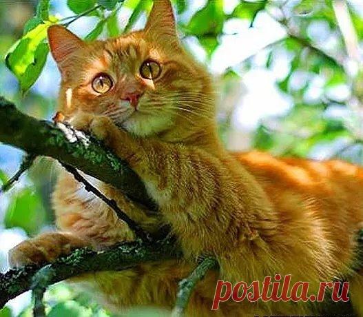 Отвечая на наши молитвы, Бог обычно действует через людей
История про кота ))
В одной деревне жил священник и был у него кот. Священник кота очень любил, поскольку был одинок. И вот однажды вечером он не обнаружил своего питомца в доме, естественно, забеспокоился и бросился его искать. Нашёл довольно быстро, поскольку домик и участок у него были скромные - кот залез на верхушку дерева и сидел там, зыркая глазами. Видимо, собака загнала. Увидев хозяина кот жалобно замяукал, да так что сердце