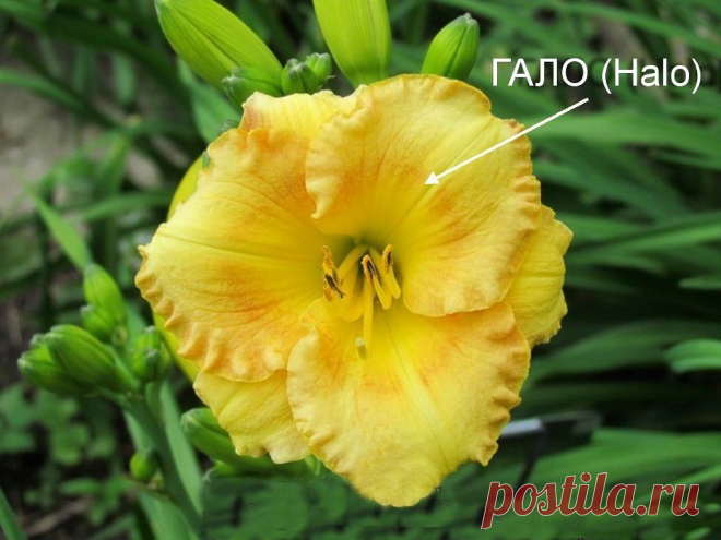 ЛИЛЕЙНИКИ | Самоцветик