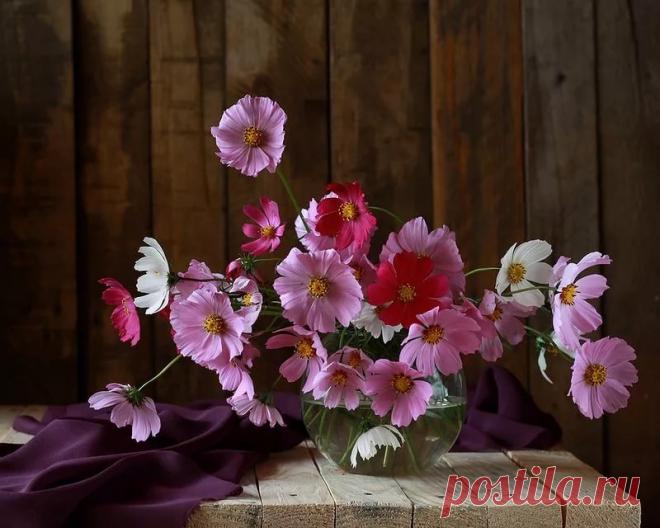 Яндекс.Картинки: поиск похожих картинок