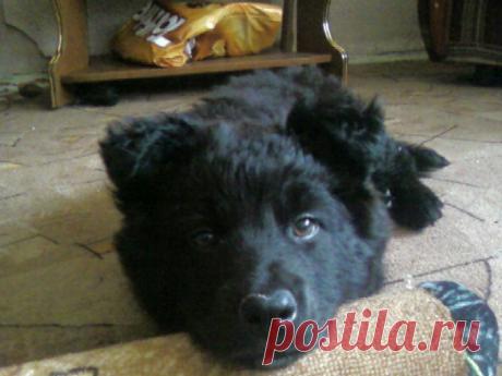 ПРОСТО...У ЧЕЛОВЕКА ДОЛЖНА БЫТЬ СОБАКА....