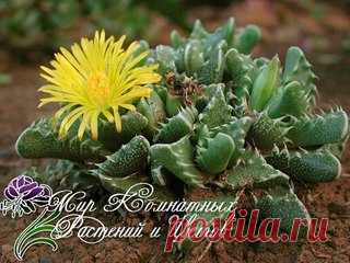 Фаукария

Фаукария (Faucaria) — суккулентные растения семейства Аизовые (Aizoaceae), родиной которых являются засушливые районы Южной Африки.
Название рода состоит из латинского «faux» — пасть и греческого «αρι» — много и обусловлено внешним видом растений, листья которых заканчиваются остистыми выростами, напоминающими челюсть хищных животных.
Показать полностью…
