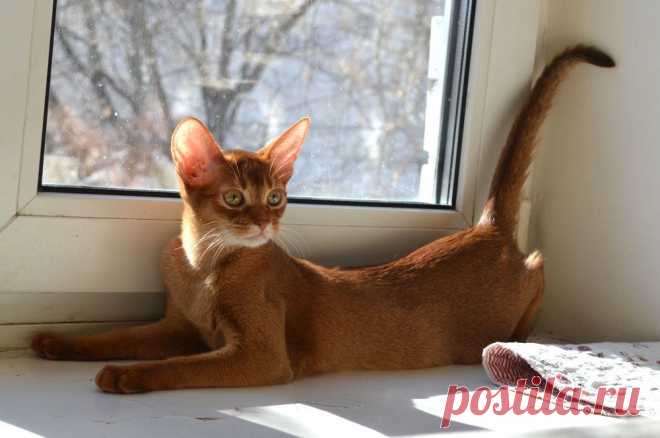 Абиссинские кошки и котята - питомник абиссинских кошек Super-Aby , Москва