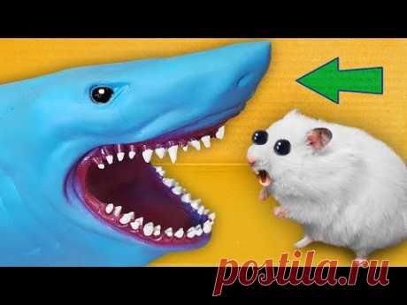 Best Hamster Mazes 🐹 [OBSTACLE COURSE]