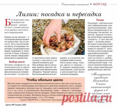 Лилии: посадка и пересадка