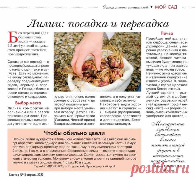 Лилии: посадка и пересадка