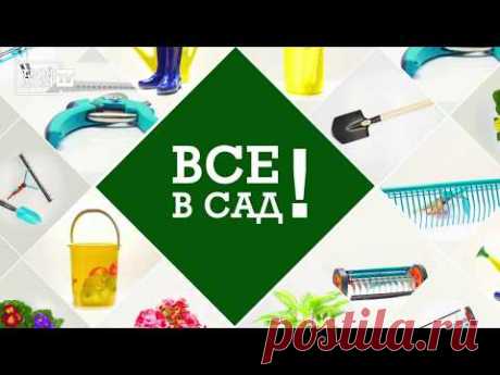Гиппеаструм. Уход круглый год.