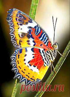 бабочки