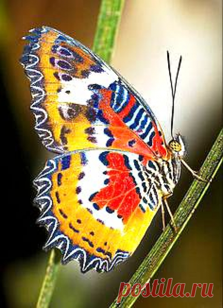 бабочки