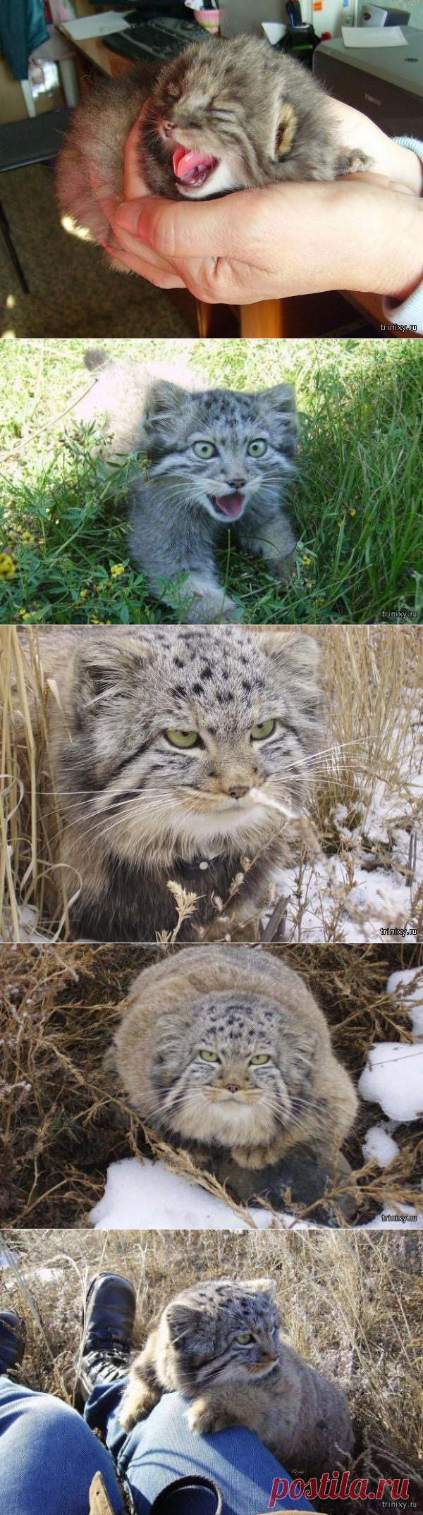 Спасение животных