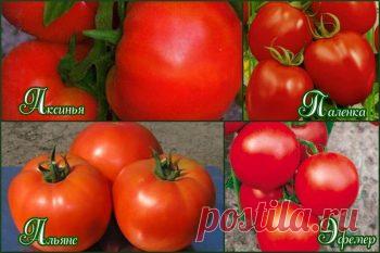 Посадка помидор в теплице из поликарбоната: схема, рекомендации