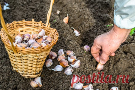 9 овощей, которые вы ещё успеваете посеять под зиму — Ботаничка