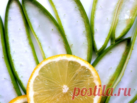 Aloe Vera. What the leaves of the plant look like inside and out