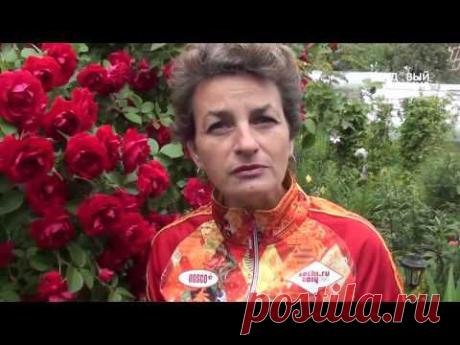 Защита от комаров и клещей.Сайт "Садовый мир"