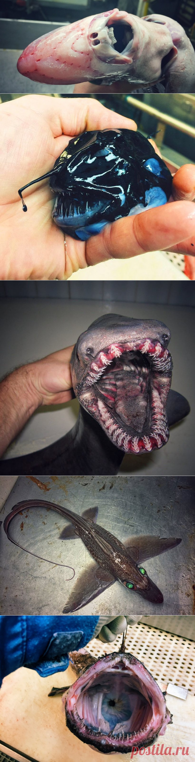 Русский рыбак постит в Твиттере невероятно ужасных глубоководных рыб