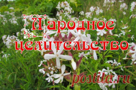 МЫЛО С ГРЯДКИ – МЫЛЬНЫЙ КОРЕНЬ

Мыльнянку лекарственную (Saponaria offcinalis) еще называют мыльным корнем. Стирка шелковых, шерстяных изделий, выводка пятен дает возможность сохранить одежду на долгие годы. Корни выкапывают осенью и сушат впрок.

Мыльнянка из семейства гвоздичных и обладает сильным ароматом. Когда цветки распускаются, то привлекают множество полезных опылителей в сад и огород. Цветы собраны в щитковидную кисть. Цветет с июня до октября. Характерно, что мн...