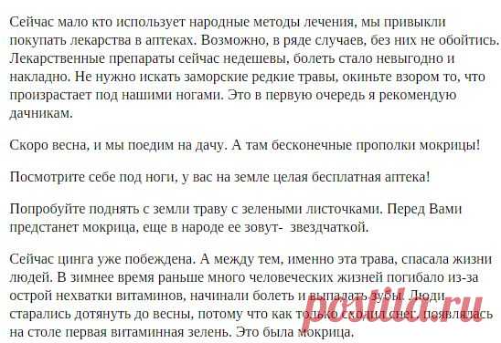 Лечебная трава мокрица