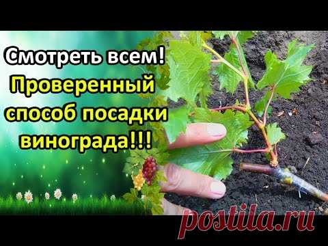 СМОТРЕТЬ ВСЕМ!!! САМЫЙ ПРОВЕРЕННЫЙ СПОСОБ ПОСАДКИ ВИНОГРАДА! - YouTube