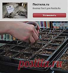 Популярное | Постила.ru
