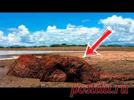 Пастух Заметил Странную Кучу, Которая Издавала Жалобный Звук! Подойдя Ближе, Он Решил Действовать!