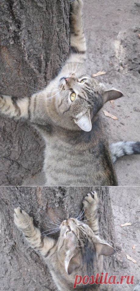 Грошики фантазий: Вот такой вышины, вот такой ширины..!