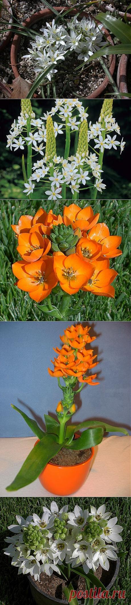 Птицемлечник - виды, уходы и размножение | GreenHome