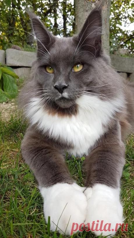 (9) КОШКИ ЭТО КОШКИ
