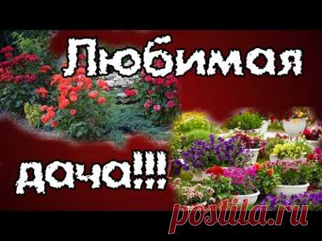 Дача. Обзор растений. Розы, лилии, настурция, лилейники и др.