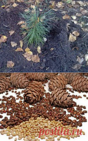 Как посадить кедр | Мир вокруг нас