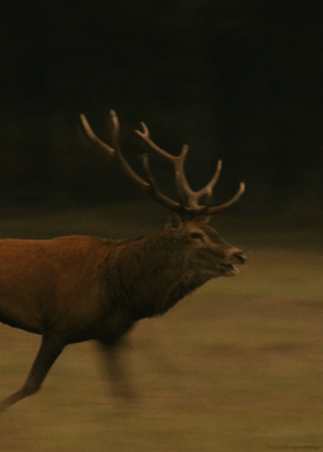 belles images animaux - Page 7