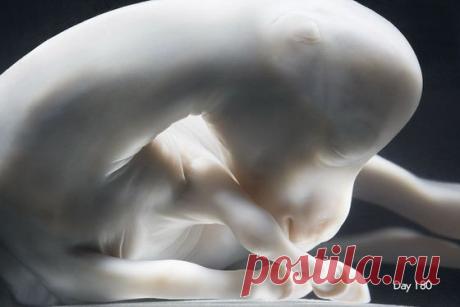 жеребёнок в период внутриутробного развития