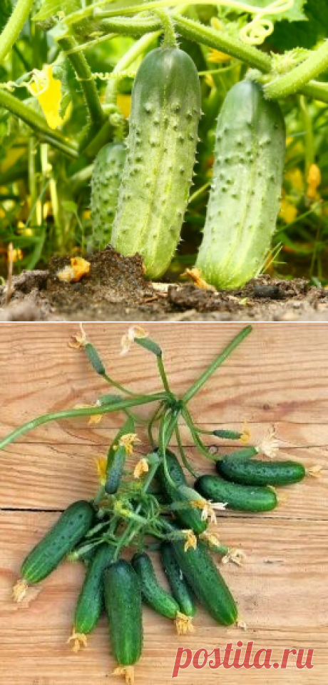 Огурцы: 15 лучших сортов для средней полосы