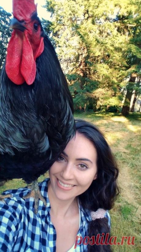 Chicken Hugs - Human for scale