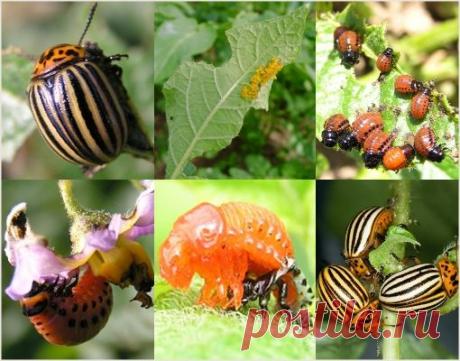 Всё самое интересное здесь!: ИЗБАВЛЯЕМСЯ ОТ КОЛОРАДСКОГО ЖУКА БЕЗ ХИМИИ