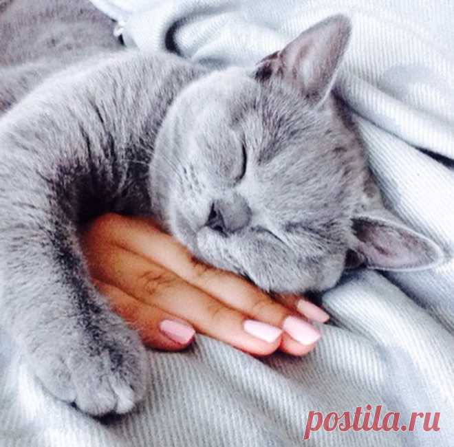 КАК ПРАВИЛЬНО СПАТЬ С КОШКОЙ?