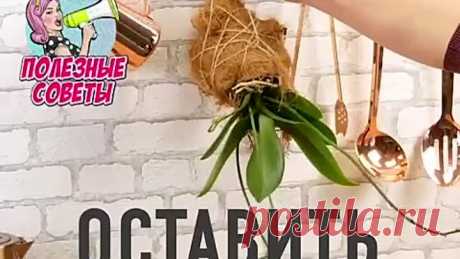 Лайфхаки с домашними растениями