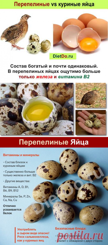 Перепелиные яйца: польза и вред, как принимать. Грамотные обзоры пользы и вреда продуктов от DietDo.ru!