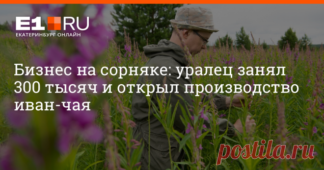 Бизнес на сорняке: уралец занял 300 тысяч и открыл производство иван-чая Если бы репортажи передавали вкусы и запахи, этот текст был бы терпким и сладким.
