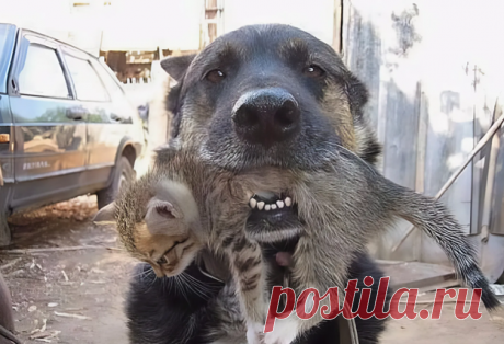 Грозный пес взял в пасть маленького беззащитного котенка и потащил домой. Но неожиданно для людей, есть его не стал | Тайган | Дзен