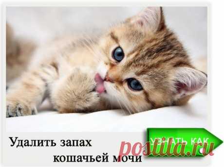 Как избавиться от запаха кошачей мочи?