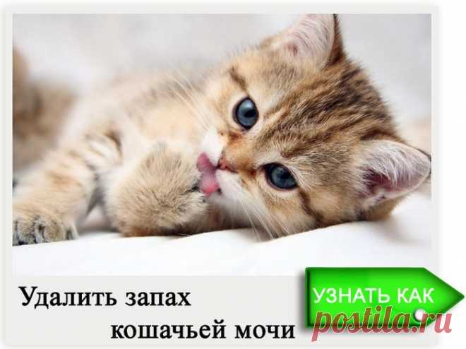 Как избавиться от запаха кошачей мочи?