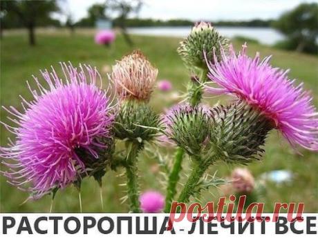 РАСТОРОПША - ЛЕЧИТ ВСЕ !
Отвар расторопши помогает при радикулите, артрите, судорогах, задержке мочеиспускания, при заболеваниях печени, селезенки, желчнокаменной болезни, воспалении желчевыводящих путей, холецистите, гепатите, колитах, геморрое, при аллергических заболеваниях кожи, облысении, псориазе, прыщах и т.д.
1. При заболеваниях печени, желудочно-кишечного тракта, угревых высыпаниях.
1 ст. ложку заливают 200 мл горячей воды и кипятят в закрытой эмалированной кастрюле на водяной бане 30