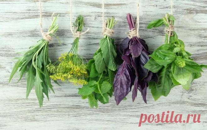 8 домашних растений, которые помогут коже засиять! | Naget.Ru