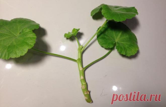 Как правильно сажать отростки гераней в горшок Герань в вашем доме
Несмотря на то, что в сложном уходе этот цветок не нуждается, определенные условия для роста и, самое главное, для хорошего цветения все-таки нужны. Эти условия сводятся к:
выбору ...